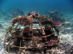 Save Coral Reefs Igloo