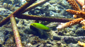 image015