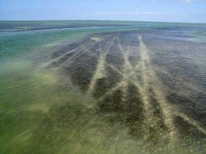 Seagrass Scarring
