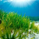 Healthy Seagrass Bed