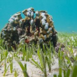 Seagrass and Coral