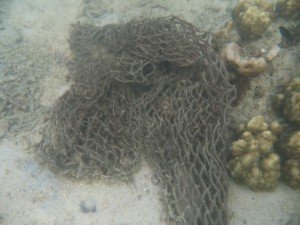 Fishing net cough in porites