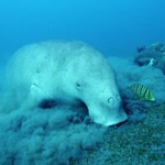 seagrass and dugong