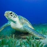 Green Turtle and seagrass