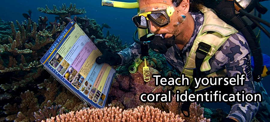 save coral reefs underwater
